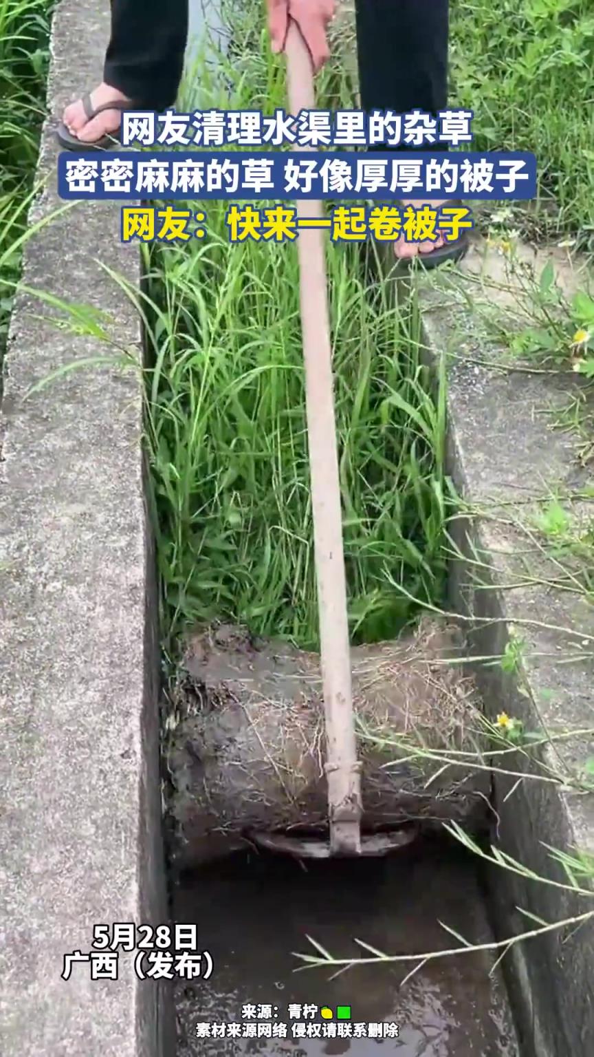 網(wǎng)友清理水渠里的雜草，密密麻麻的草 好像厚厚的被子