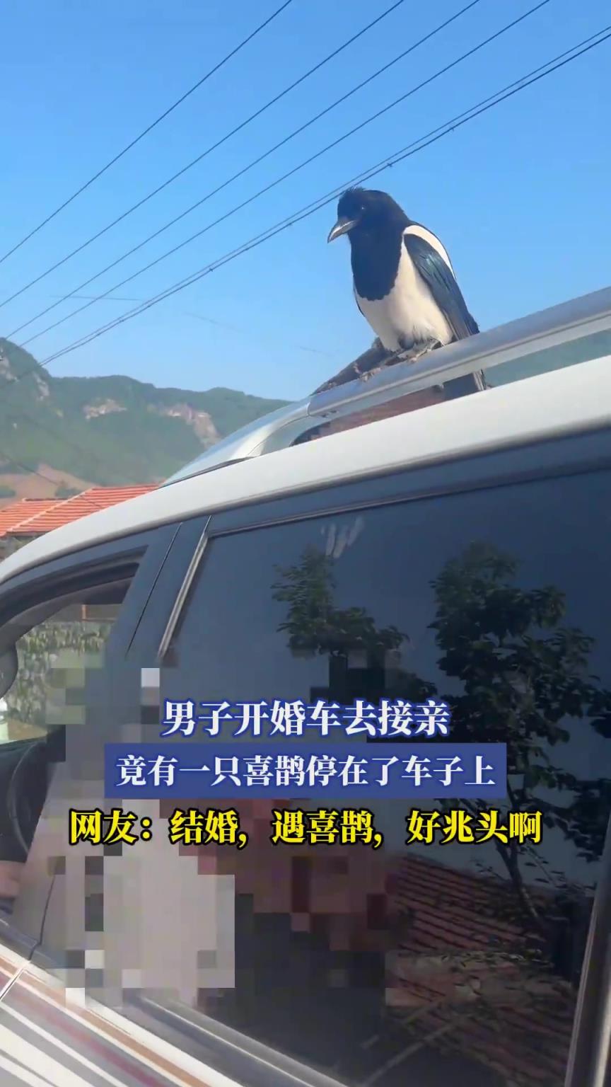 男子開婚車去接親，竟有一只喜鵲停在了車子上