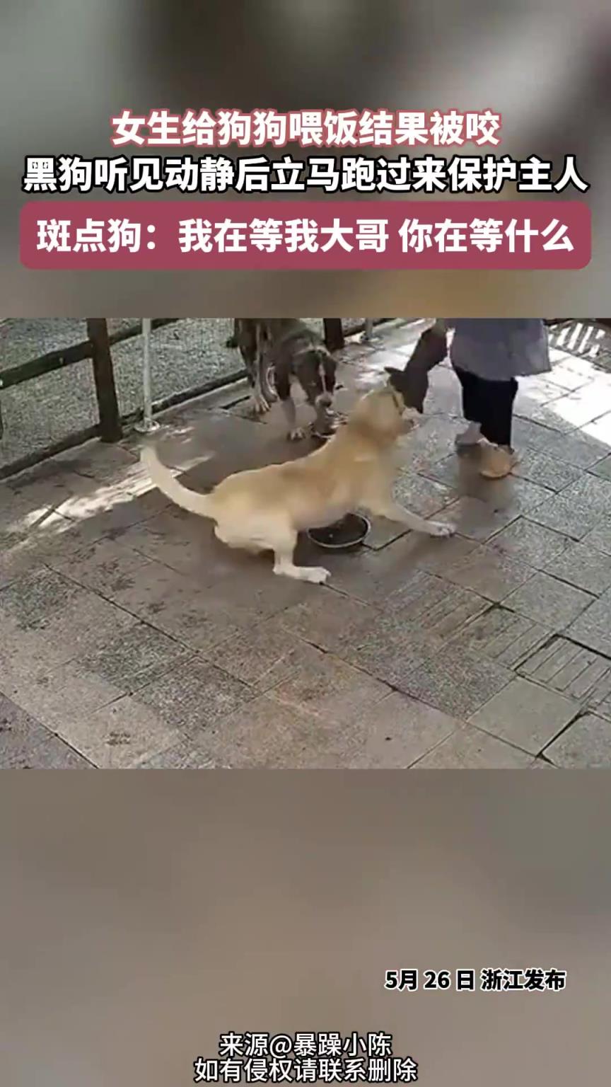 女生给狗狗喂饭结果被咬，黑狗听见动静后，立马跑过来保护主人