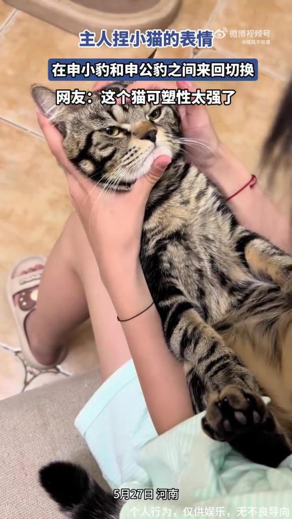 主人捏小猫的表情，在申小豹和申公豹之间来回切换！
