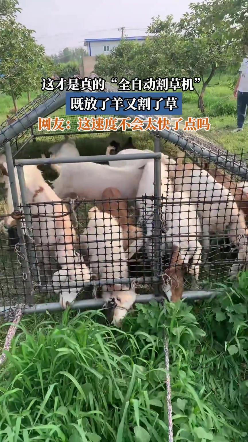 这才是真的“全自动割草机”，既放了羊又割了草
