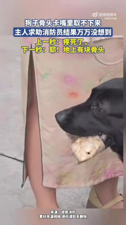狗子骨头卡嘴里取不下来，主人求助消防员结果万万没想到