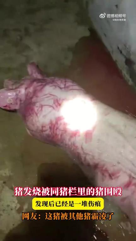 猪发烧遭同栏猪围殴致满身伤痕，能否存活引网友关注