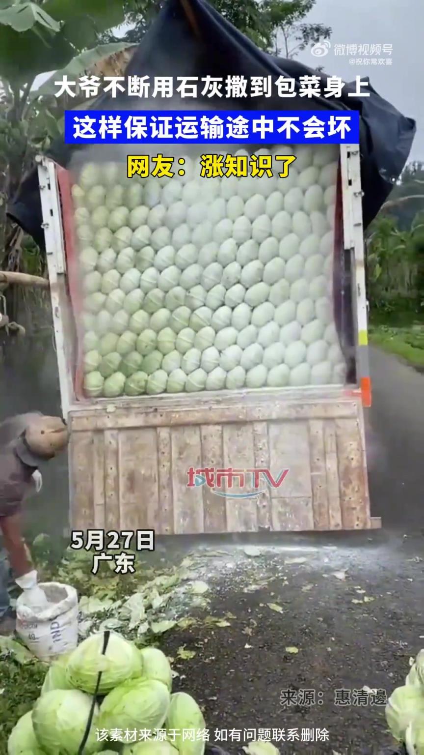 大爷往包菜撒石灰防运输损坏，涨知识了！