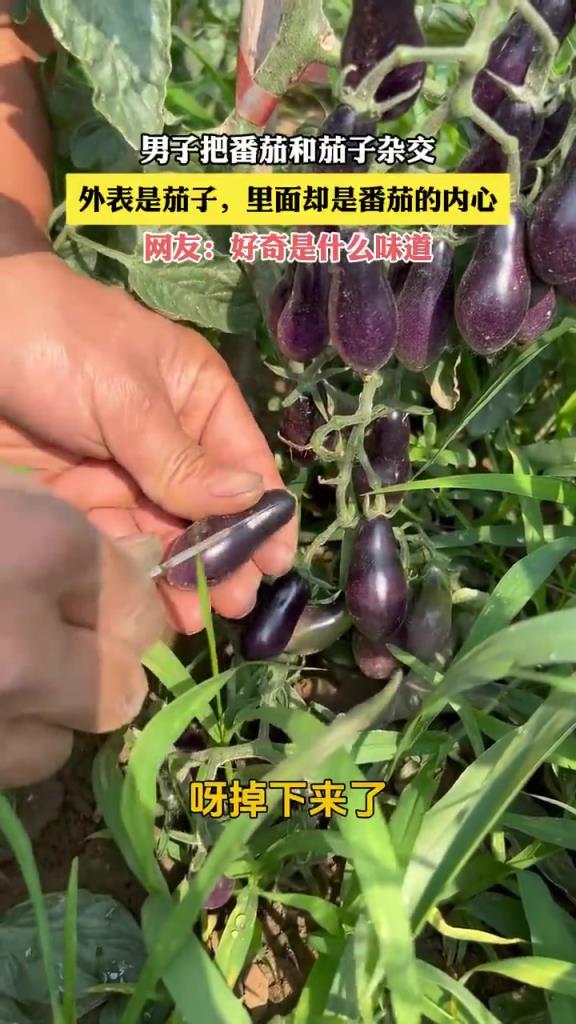 男子把番茄和茄子雜交，外表是茄子，里面卻是番茄的內(nèi)心！