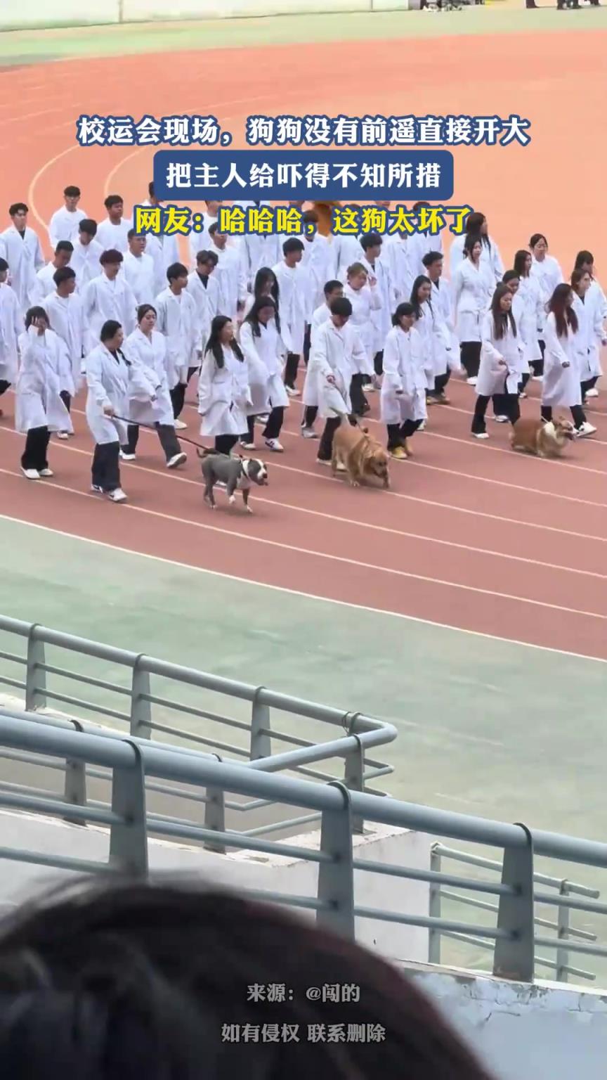 校运会现场，狗狗没有前遥直接开大，把学生给吓得不知所措