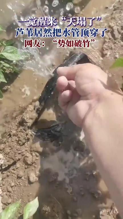 一觉醒来“天塌了”，芦苇居然把水管顶穿了？！