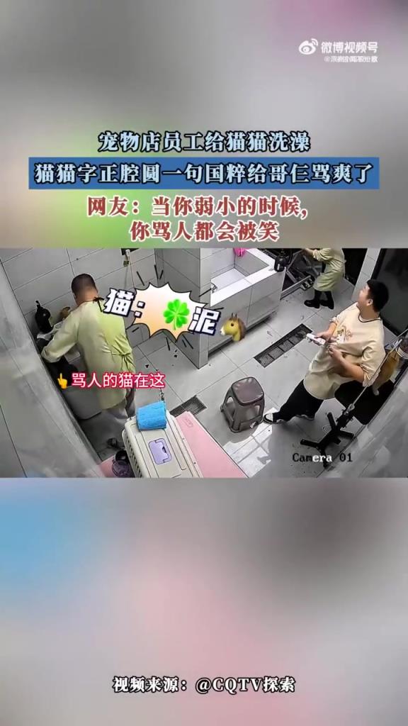 猫猫洗澡 “骂国粹” 走红，宠物店员工：这猫会说人话？