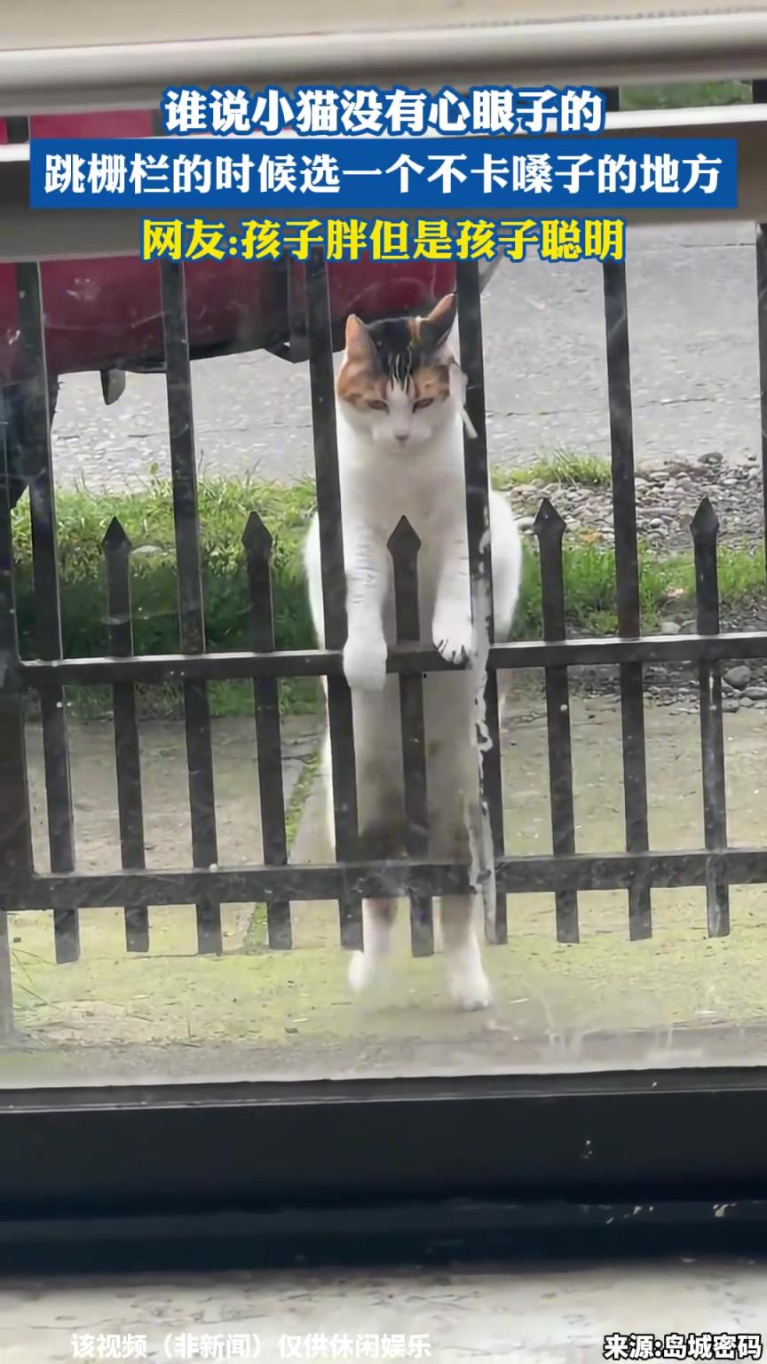 谁说小猫没有心眼子的，跳栅栏的时候选一个不卡嗓子的地方