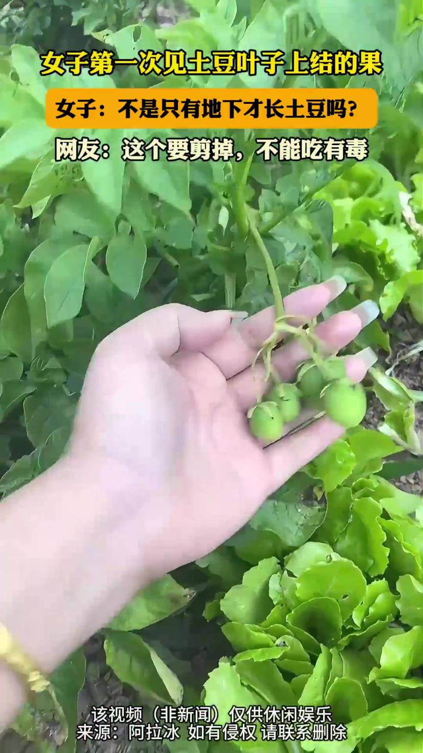 女子第一次见土豆叶子上结的果