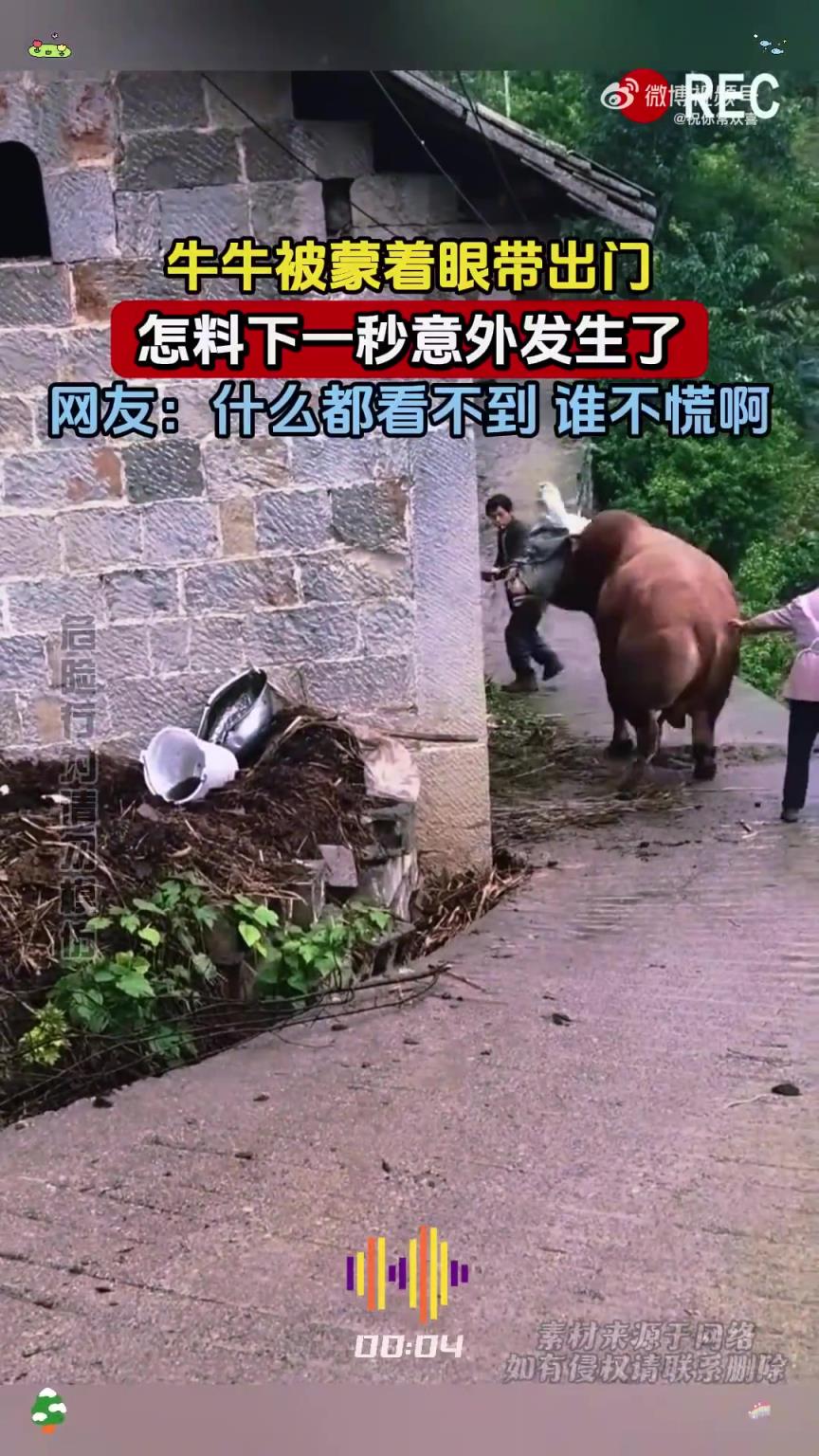 牛牛被蒙着眼带出门，怎料下一秒意外发生了！