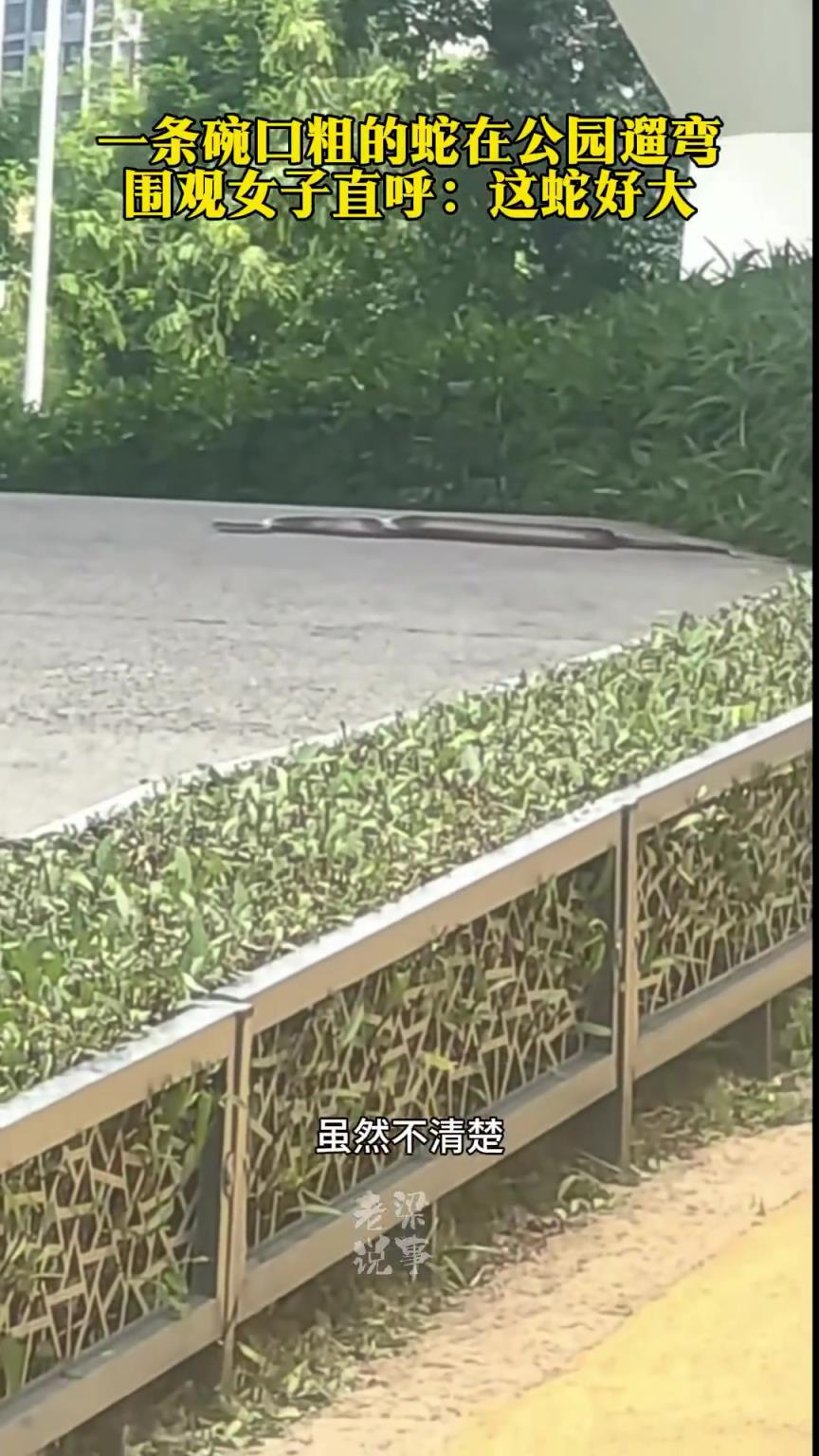 一條碗口粗的大蛇在公園遛彎 圍觀女子直呼：這蛇好大！