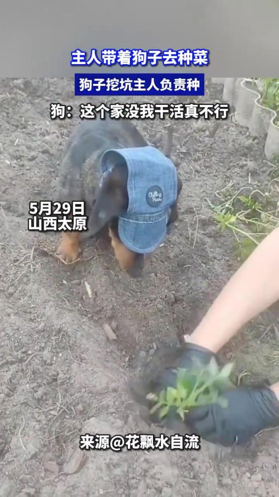主人帶狗子種菜，狗子挖坑主人負(fù)責(zé)種，狗：這個(gè)家沒我干活真不行