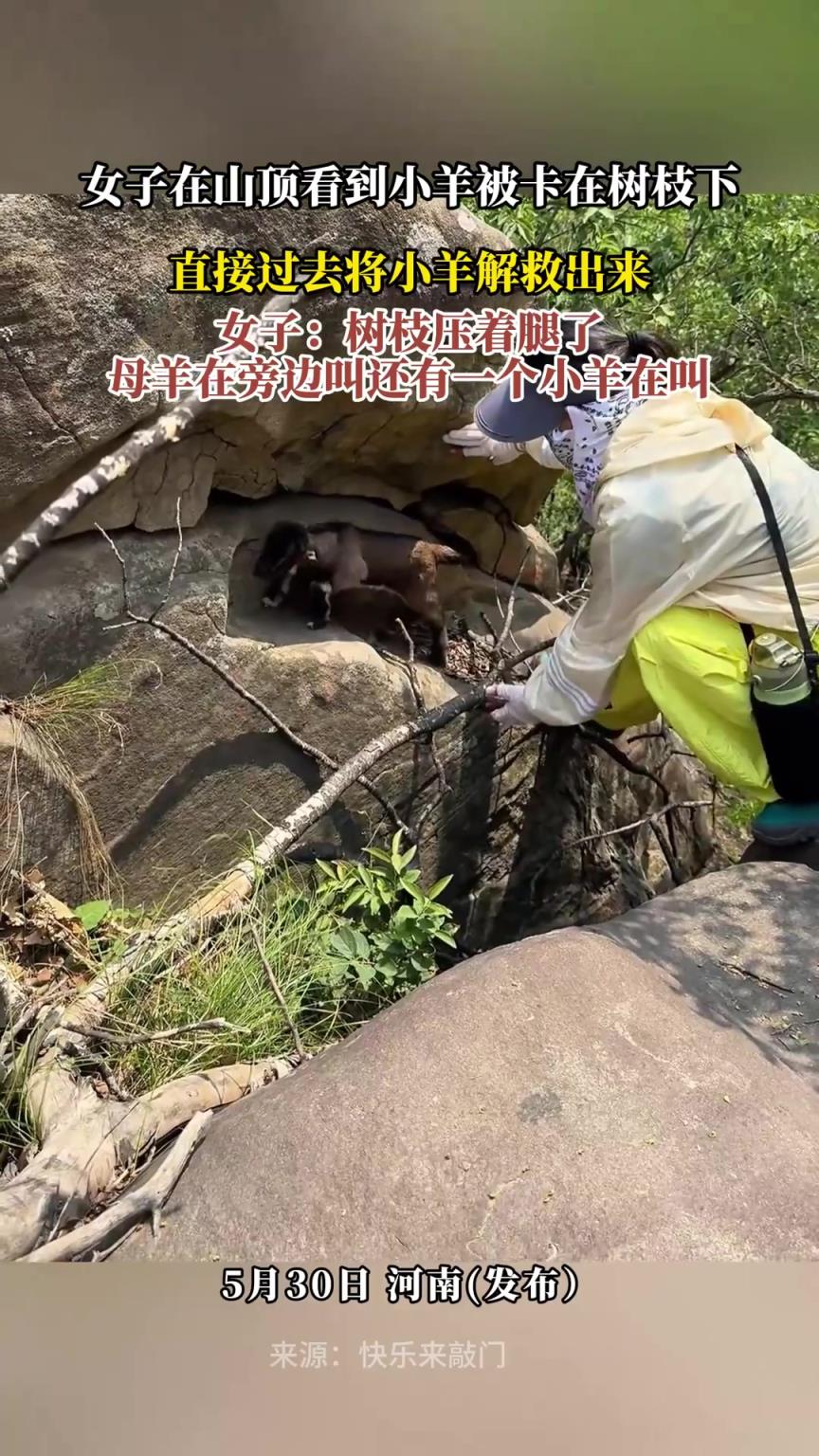 女子在山顶看到小羊被卡在树枝下，直接过去将小羊解救出来