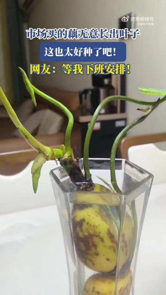 市場買的藕無意長出葉子，這也太好種了吧！