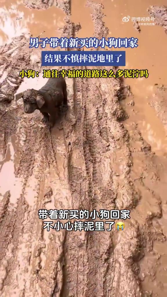 男子帶著新買的小狗回家 結(jié)果不慎摔泥地里了