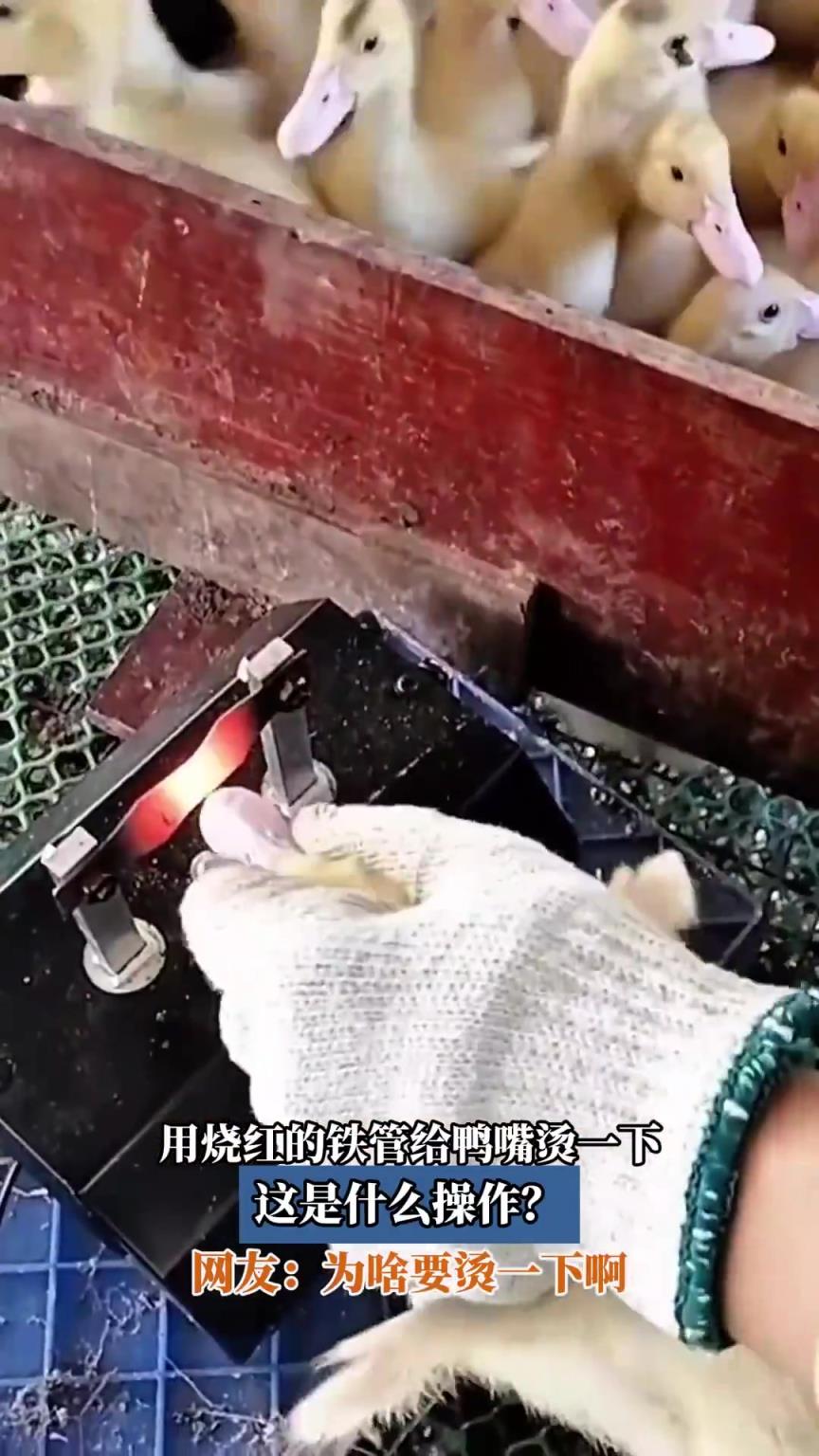 用燒紅的鐵管給鴨嘴燙一下