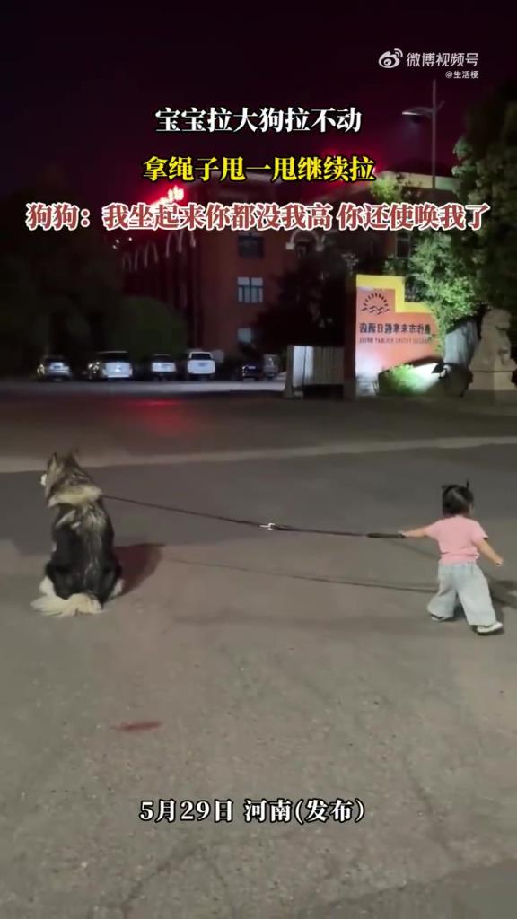 宝宝拉大狗拉不动 拿绳子甩一甩继续拉