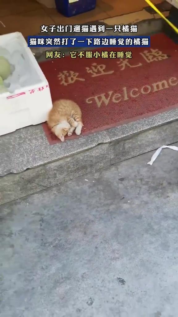 女子遛猫遇橘猫 “互殴”，网友：喵界江湖恩怨
