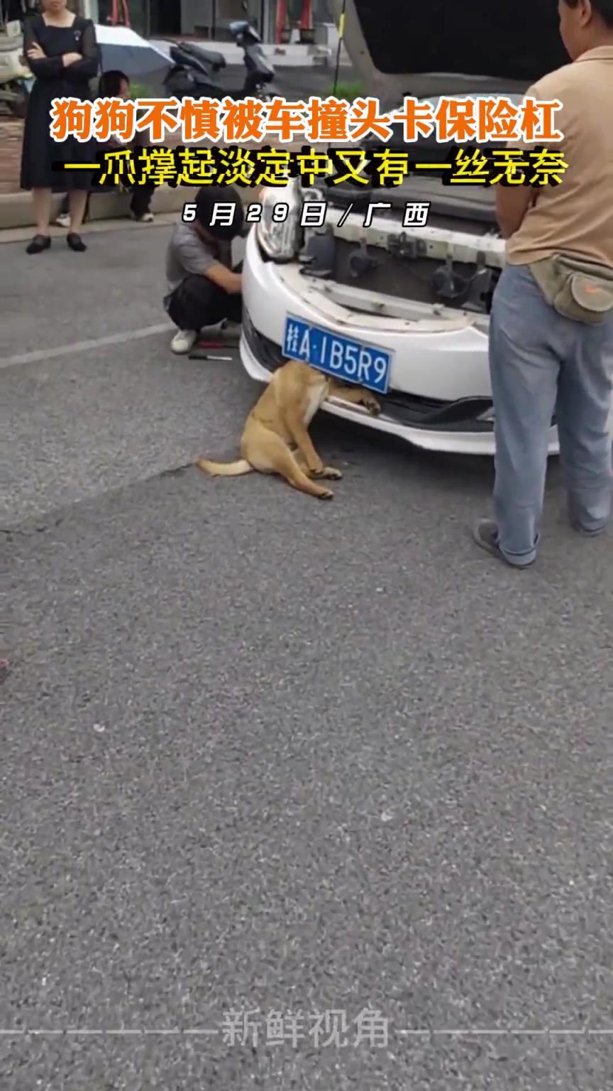 狗狗不慎被車撞頭卡保險杠 一爪撐起淡定中又有一絲無奈