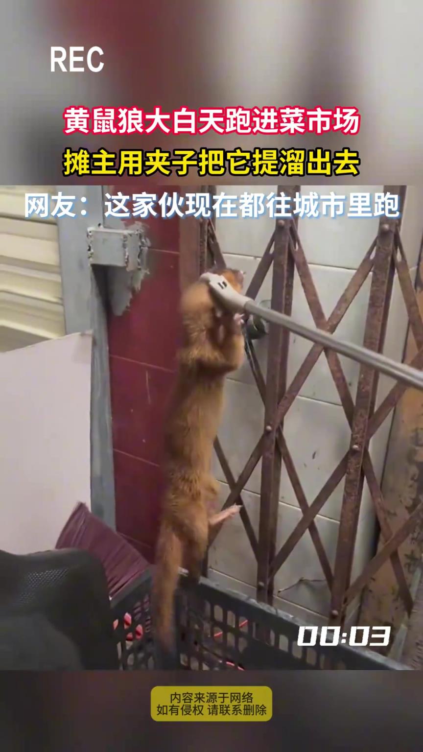 黄鼠狼大白天跑进菜市场，摊主用夹子把它提溜出去
