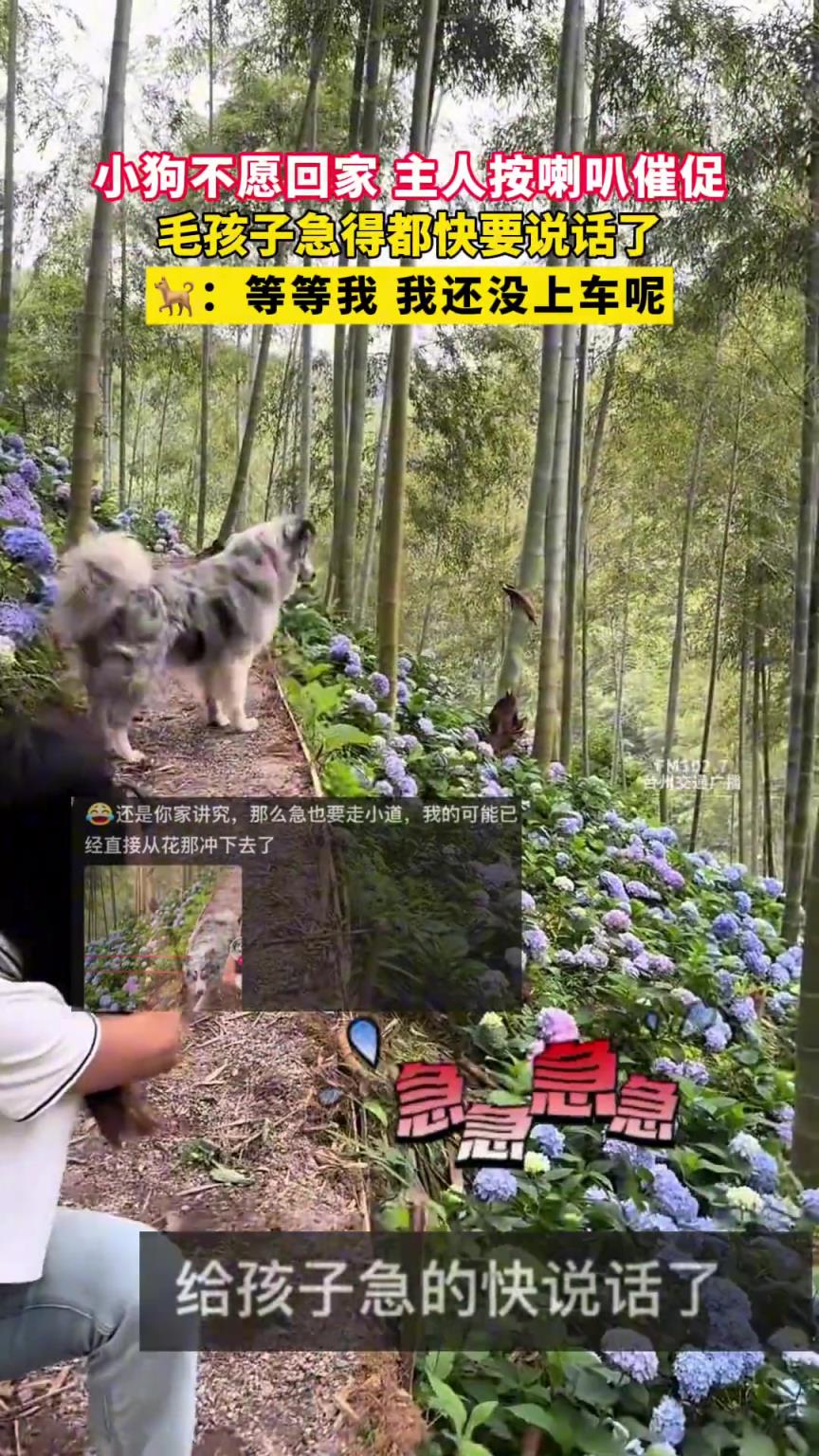 小狗不愿回家 主人按喇叭催促，毛孩子急得都快要說話了