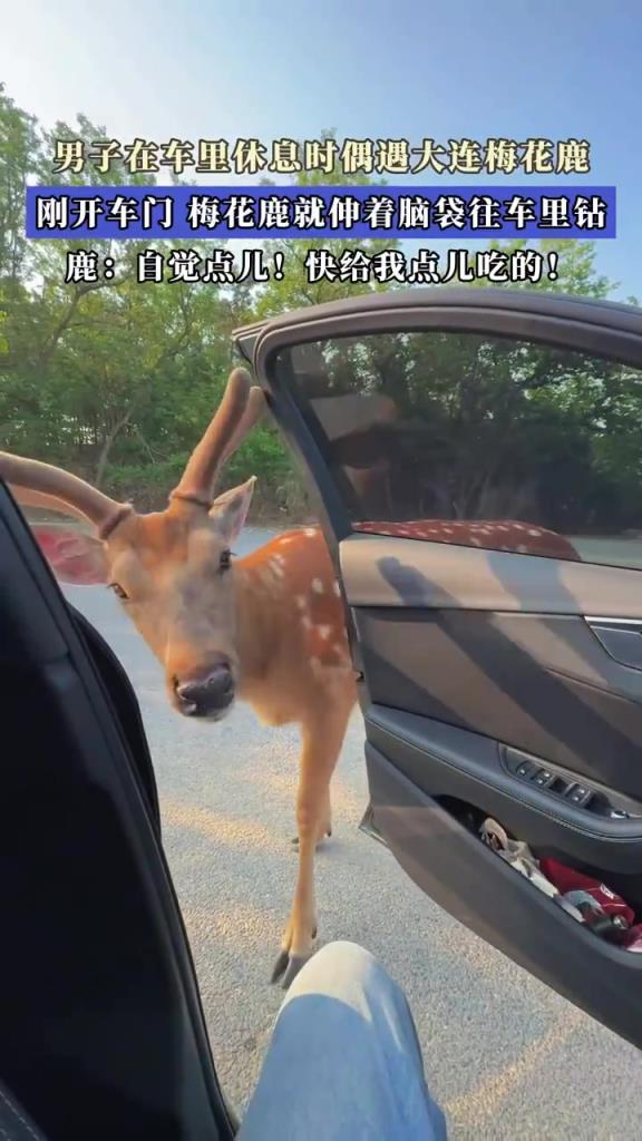 男子在車?yán)飼r(shí)偶遇梅花鹿