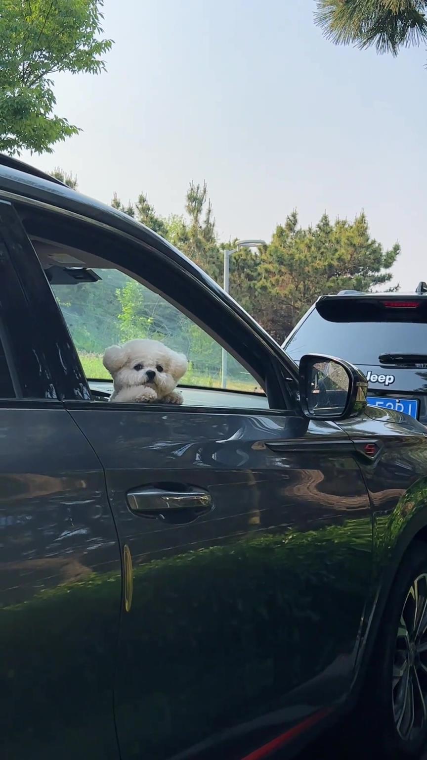 在公园看到一个小狗好可爱，要不要用麻袋把它装走