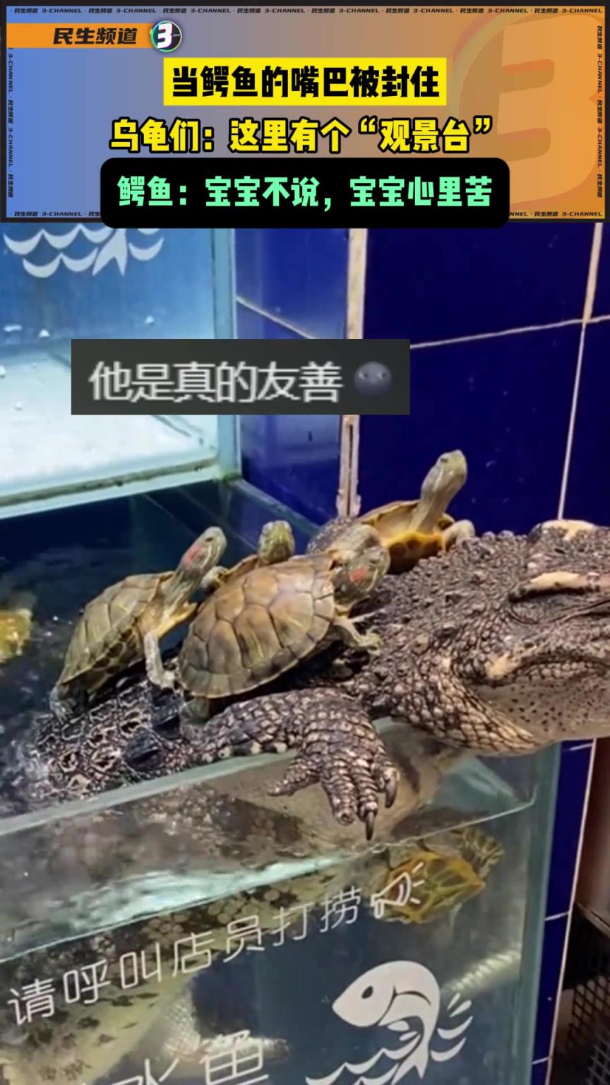 当鳄鱼嘴巴被封住，不小心就变成了乌龟的“观景台”