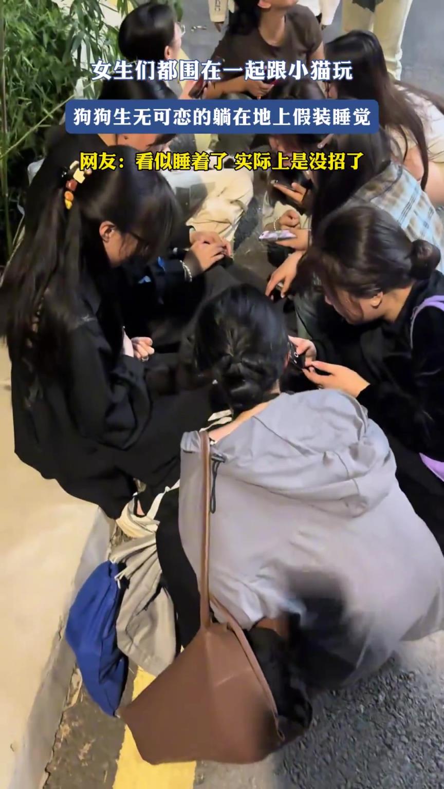 女生們都圍在一起跟小貓玩，狗狗生無可戀的躺在地上假裝睡覺
