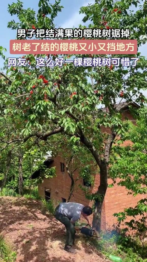 男子把結滿果的櫻桃鋸掉，樹老了結的櫻桃又小又擋地方！