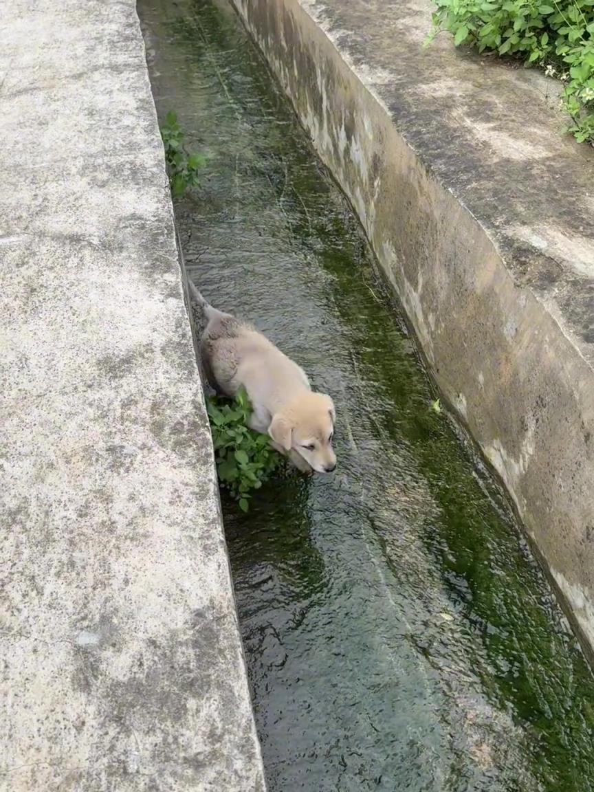 狗子掉水沟里出不来！狗子：就知道拍视频，赶紧救我