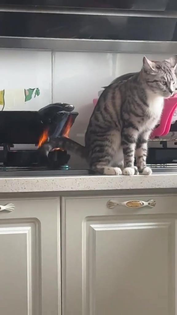 也是犟种猫咪！火烧尾巴了还不走