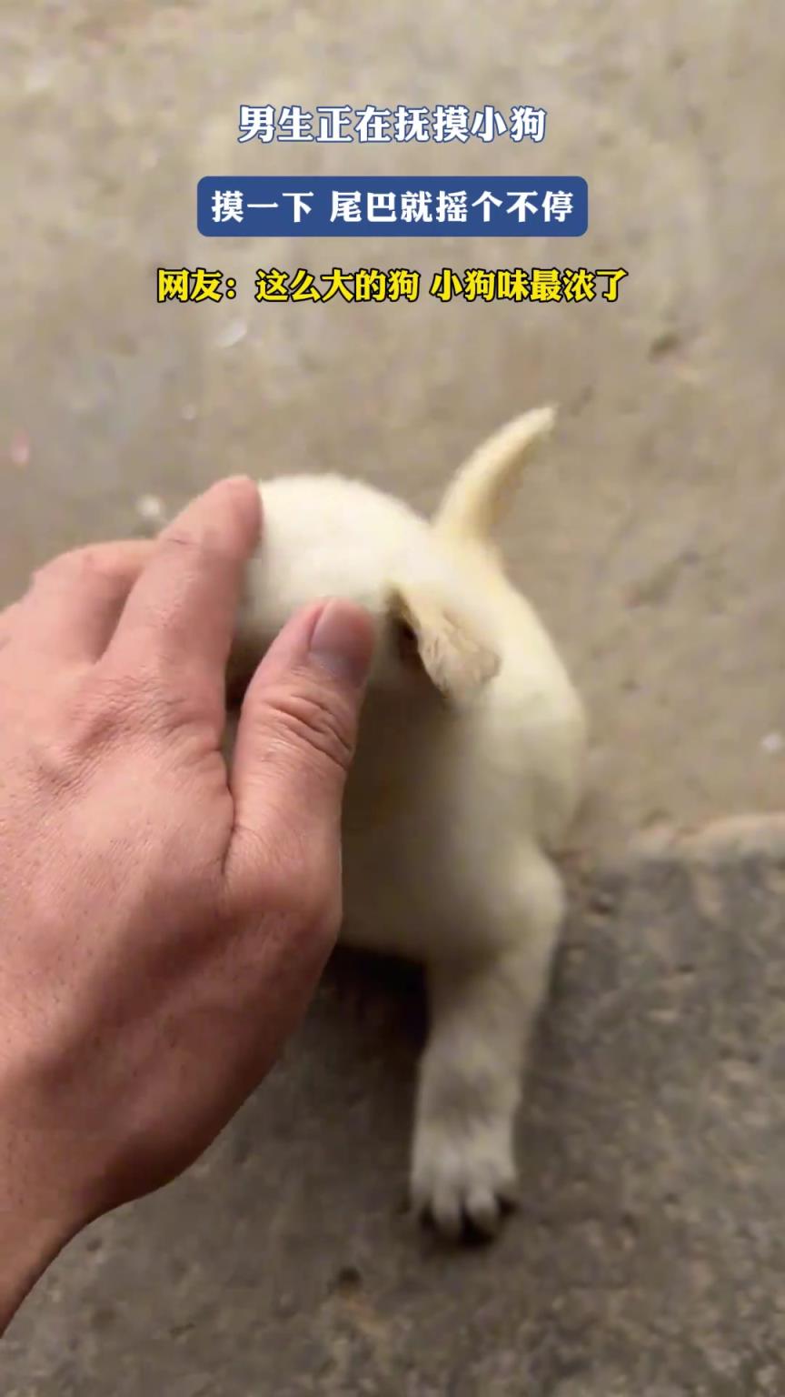 男生正在撫摸小狗，摸一下，尾巴就搖個不停
