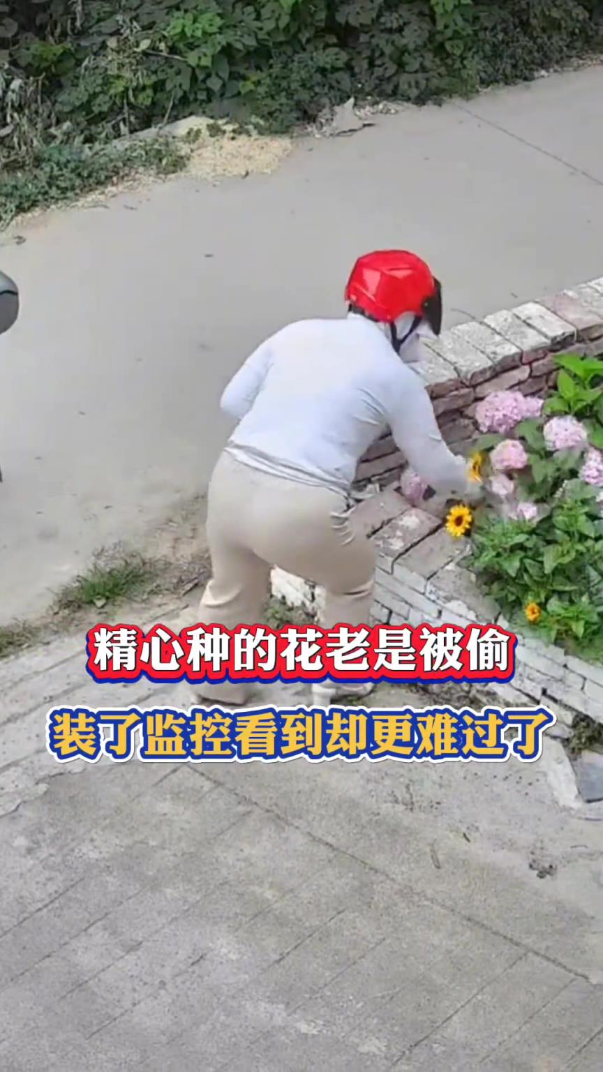 精心種的花老是被偷，然后裝了監(jiān)控，看到花被偷卻更難過(guò)了