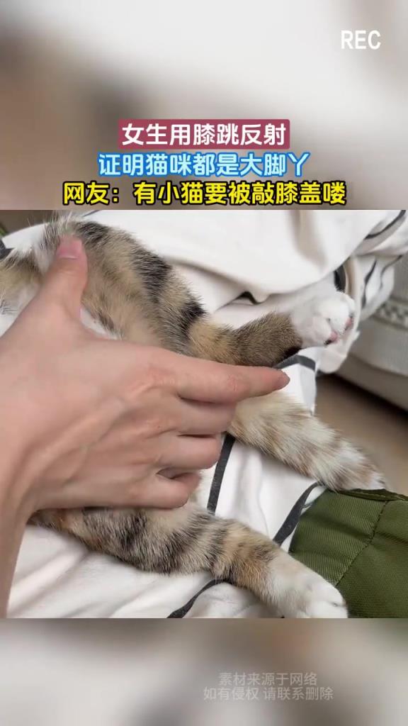 女生用膝跳反射，證明貓咪都是大腳丫