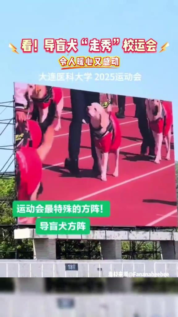 看！導盲犬“走秀”校運會，令人暖心又感動