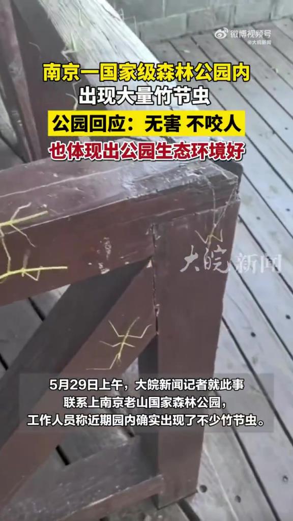 南京老山森林公園出現大量竹節蟲