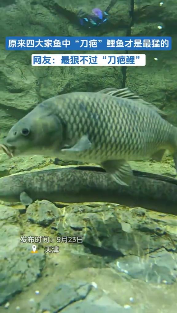 原來四大家魚中“刀疤”鯉魚才是最猛的