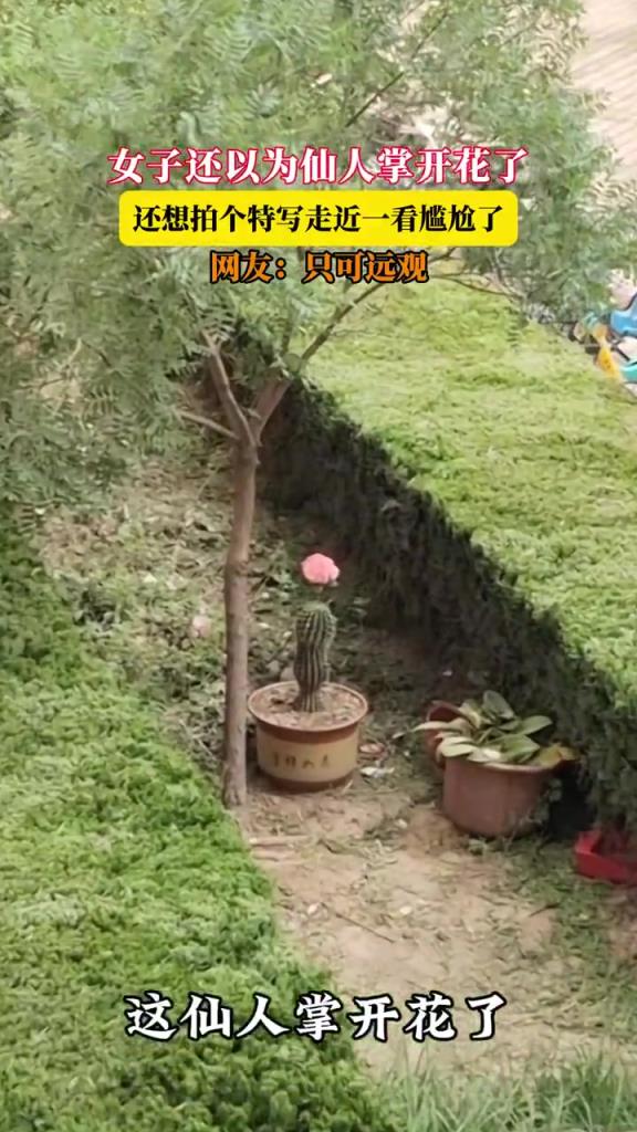 女子還以為仙人掌開花了，還想拍個特寫走近一看尷尬了