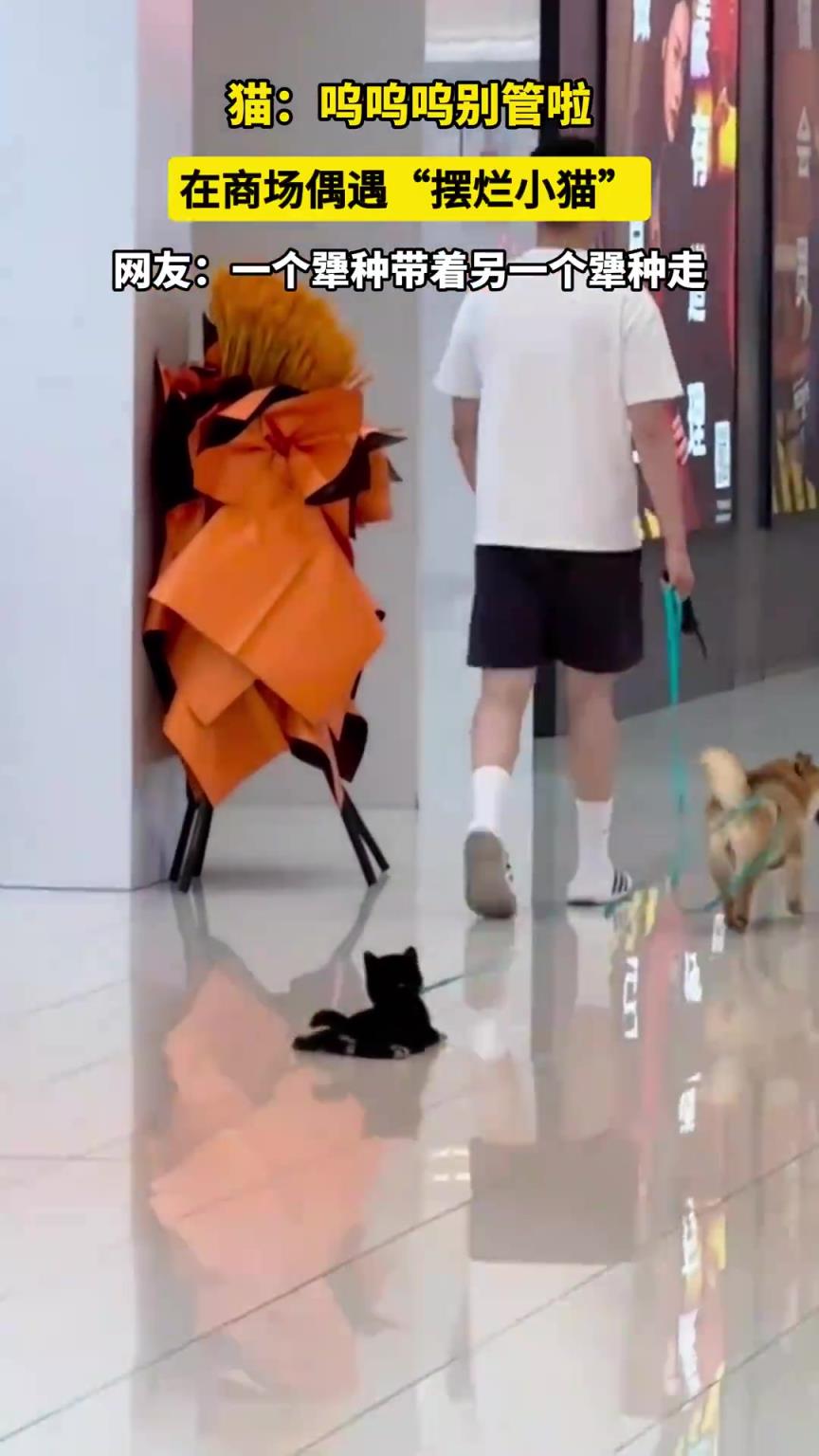 在商场偶遇“摆烂小猫”，网友：一个犟种带着另一个犟种走！