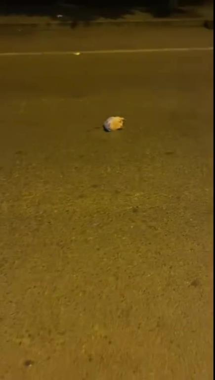 碰到野生刺猬不敢去碰，下一秒...刺猬：我好像有点死了