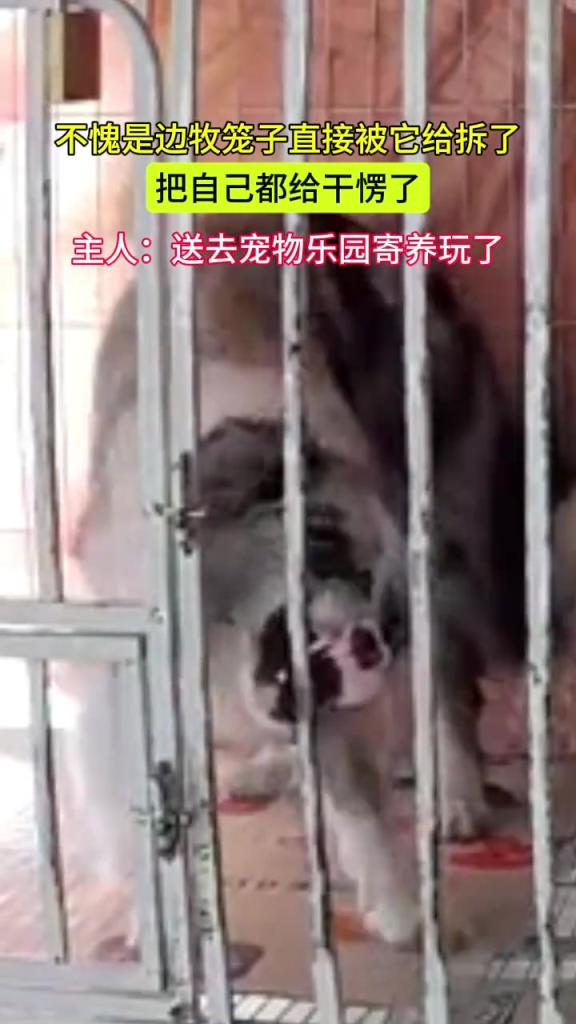 边牧把笼子拆掉，自己都愣住了！！