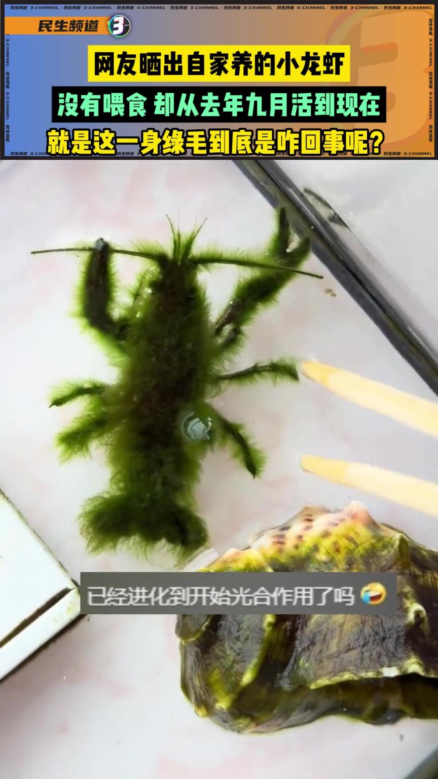 網(wǎng)友曬出自家養(yǎng)的小龍蝦，這一身的綠毛到底是咋回事？