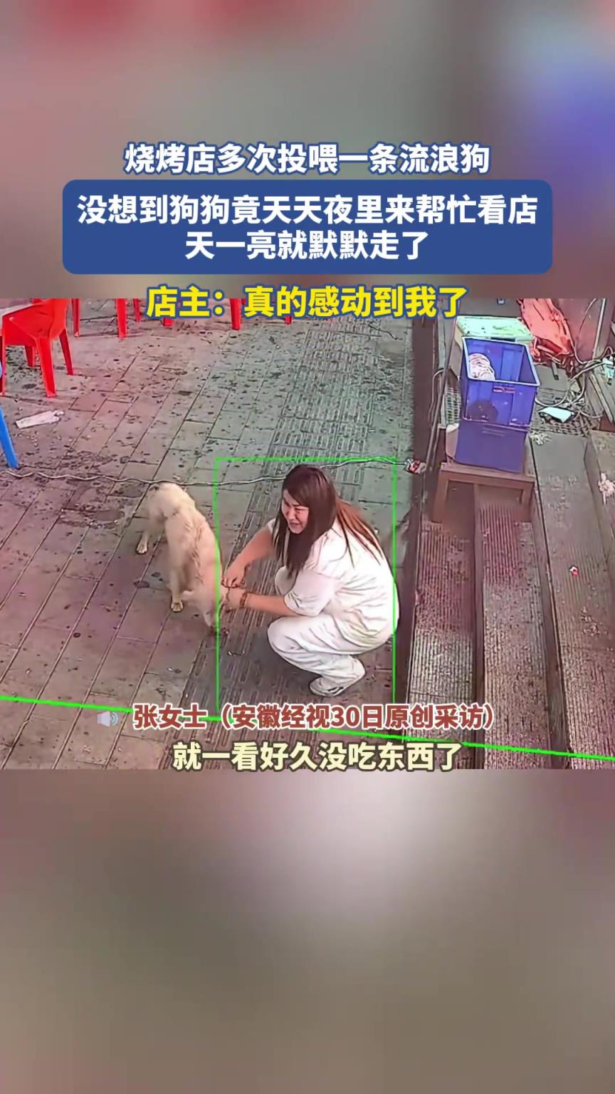 燒烤店多次投喂一條流浪狗，沒(méi)想到狗子半夜幫看門！