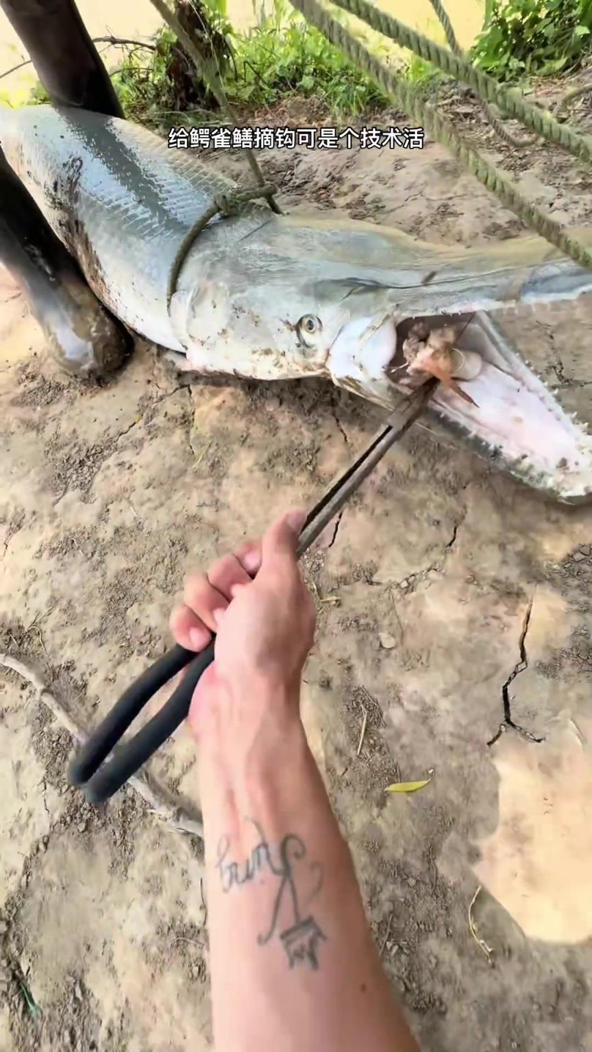 给鳄雀鳝摘钩可是个技术活