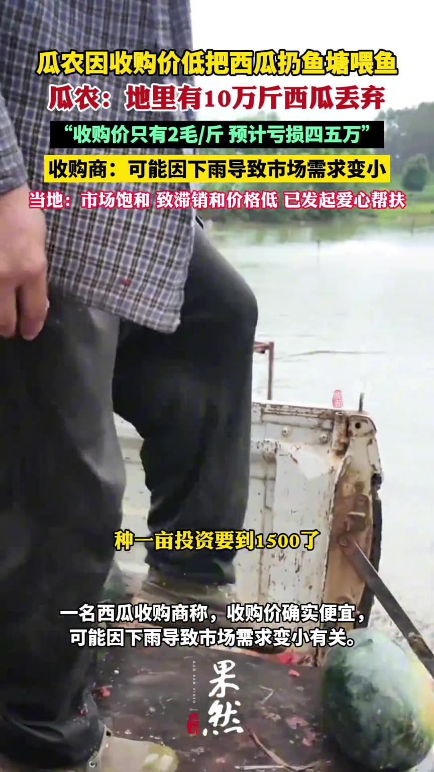 瓜農(nóng)因收購(gòu)價(jià)低把西瓜扔魚塘喂魚或爛地里