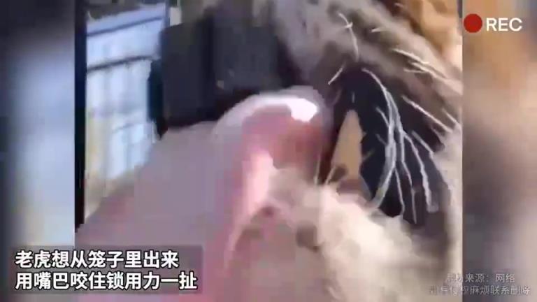 现在知道为啥叫老虎钳了吗！
