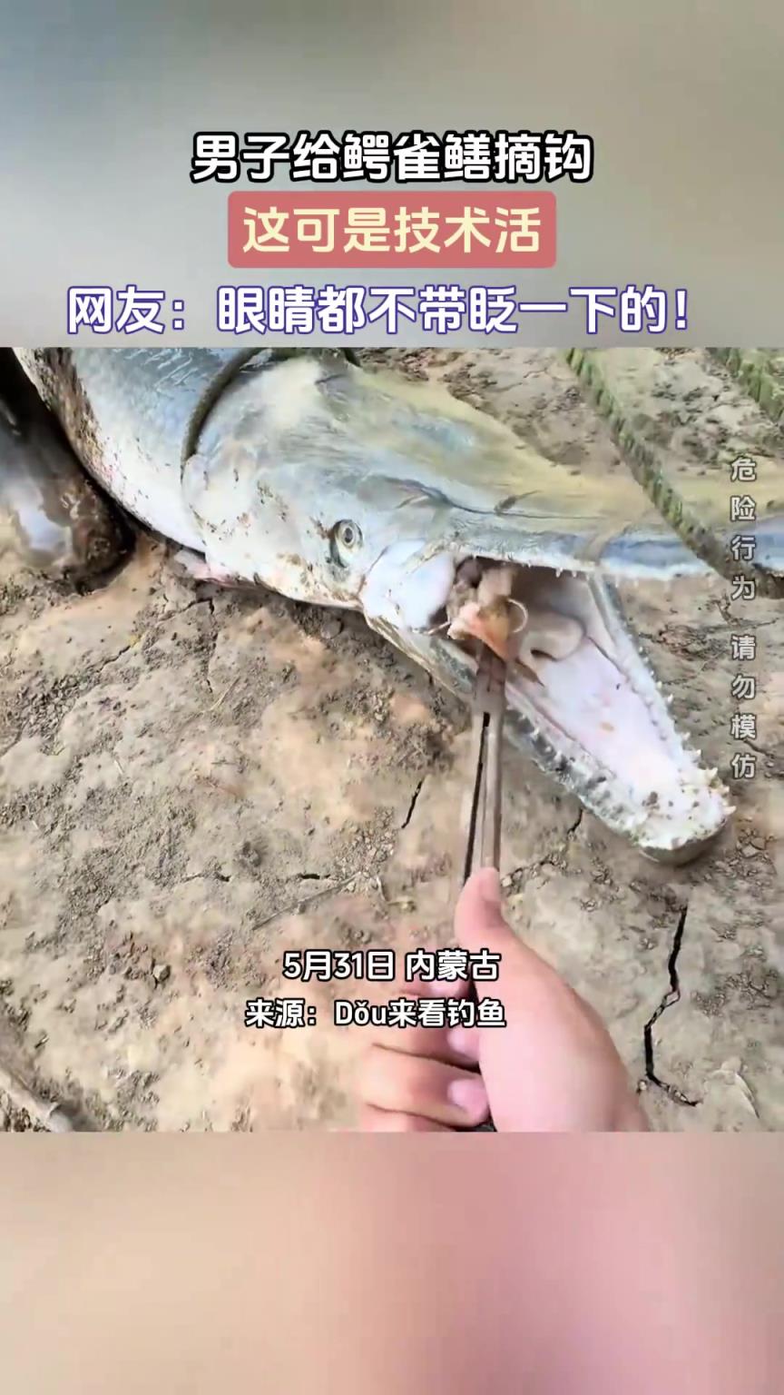 男子给鳄雀鳝摘钩，这可是技术活