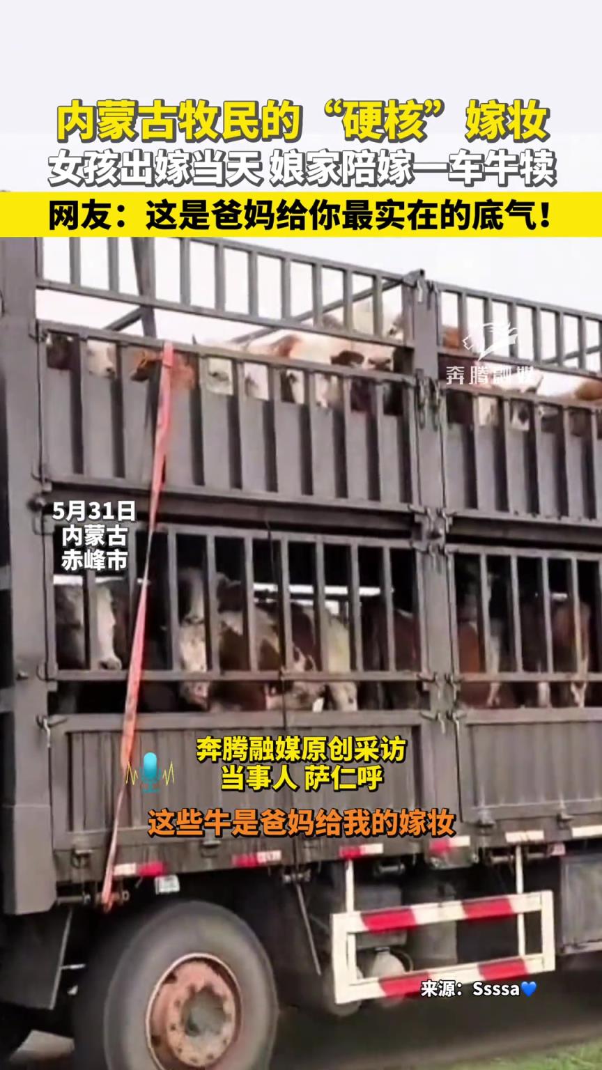 內(nèi)蒙古牧民的“硬核”嫁妝 女孩出嫁當(dāng)天,娘家陪嫁一車(chē)牛犢!